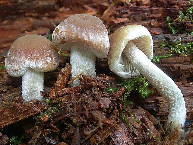 Psathyrella  spintrigeroides      P.D.Orton